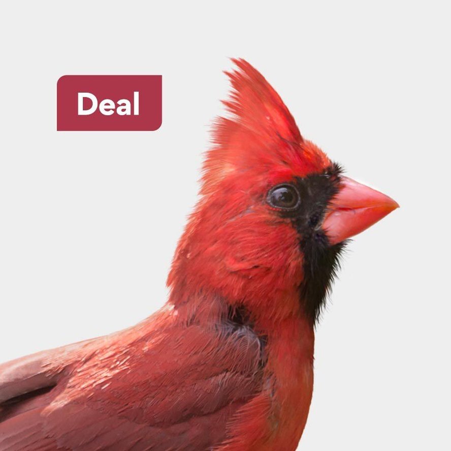 Today's Deals Chewy Promo Codes, Discounts & Coupons Chewy