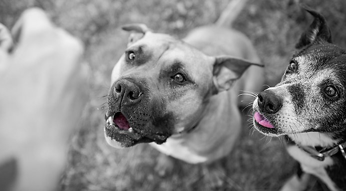 BIXBI Rawbble Beef Recipe Grain-Free Freeze-Dried Dog Food