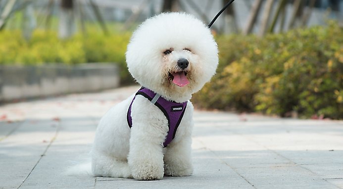 Best Pet Supplies Voyager Step-in Lock Dog Harness
