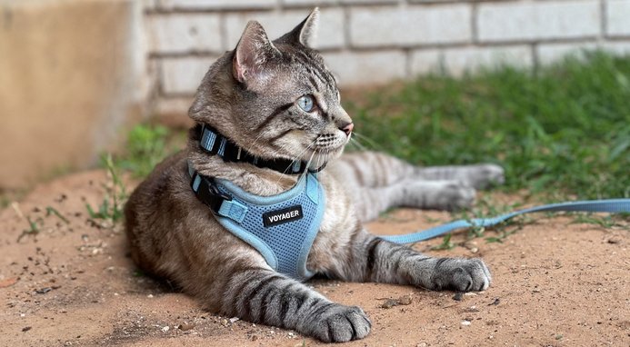 Best Pet Supplies Voyager Step-in Lock Dog Harness