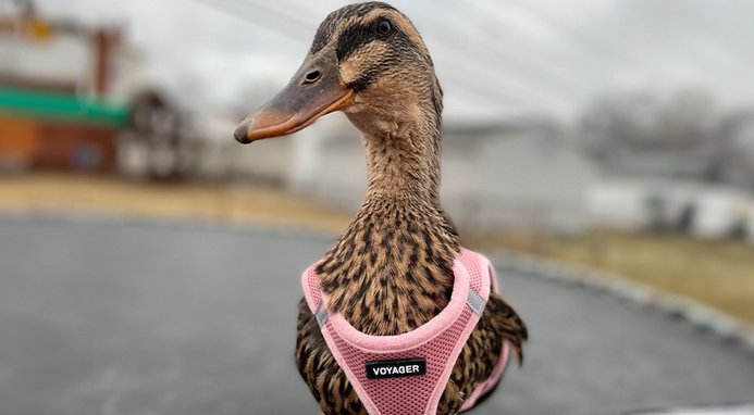 Best Pet Supplies Voyager Step-in Lock Dog Harness