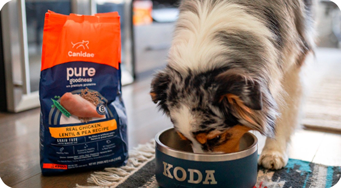 CANIDAE Grain-Free PURE Limited Ingredient Salmon & Sweet Potato Recipe ...