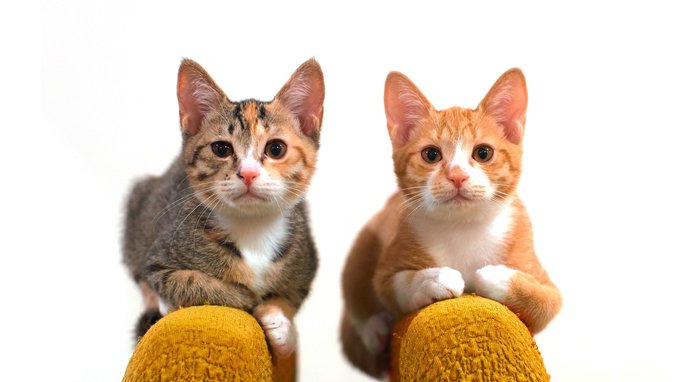 COMFORT ZONE Multi Cat Calming Diffuser Refill for Cats 30 day set of 6 Chewy