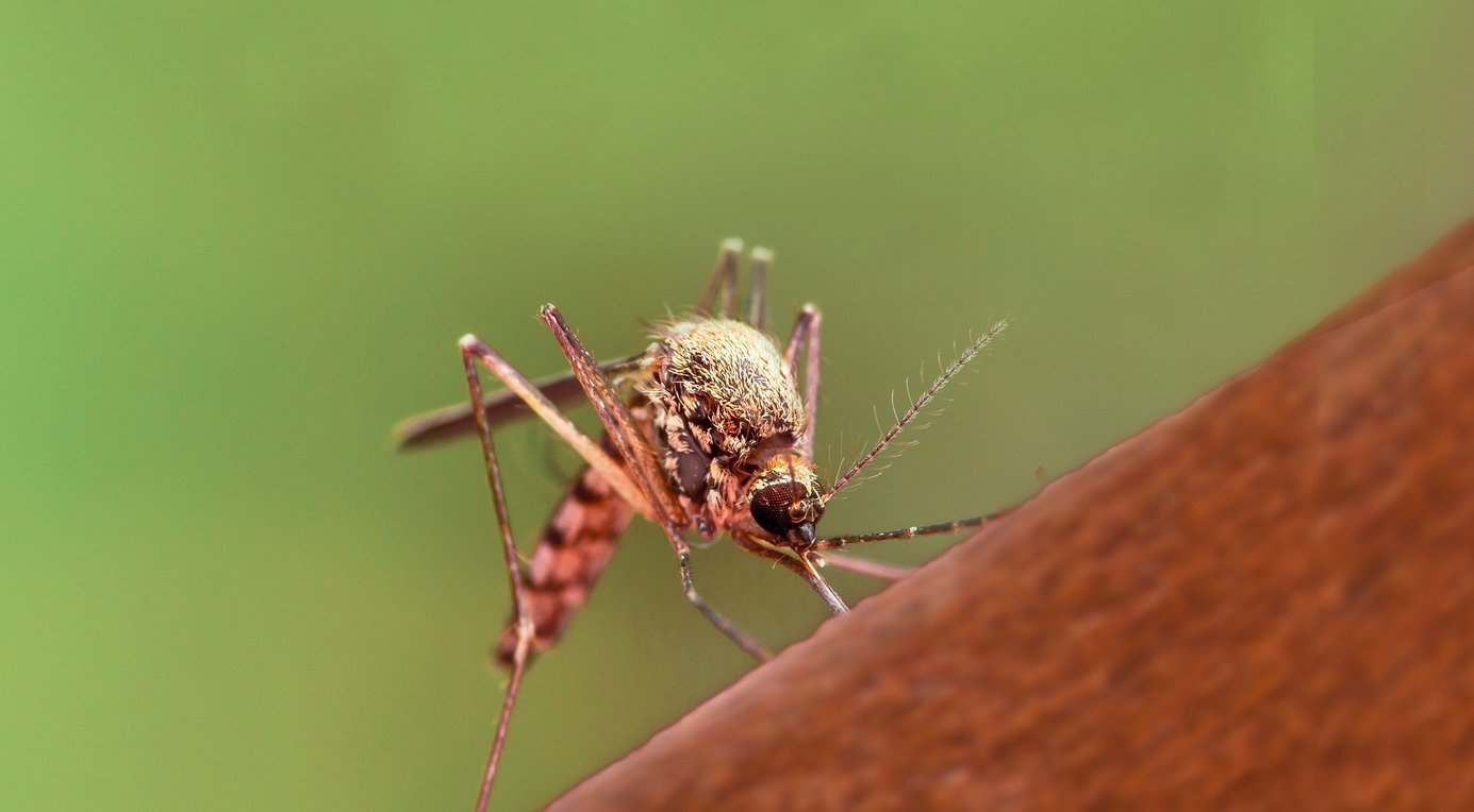 FARNAM Mosquito Halt Horse Repellent Spray, 32oz bottle, bundle of 4