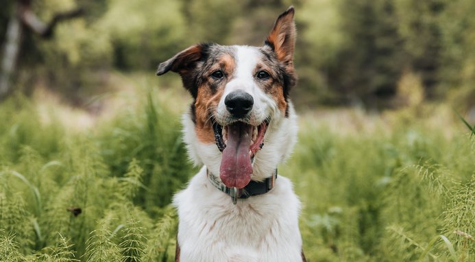 Grandma Lucy's Artisan Grain-Free/Freeze-Dried Dog Food Pre-Mix