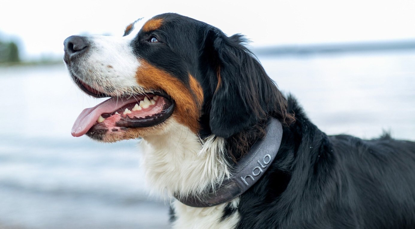 Discontinued - HALO COLLAR 2+ GPS Dog Collar & Wireless Virtual Fence