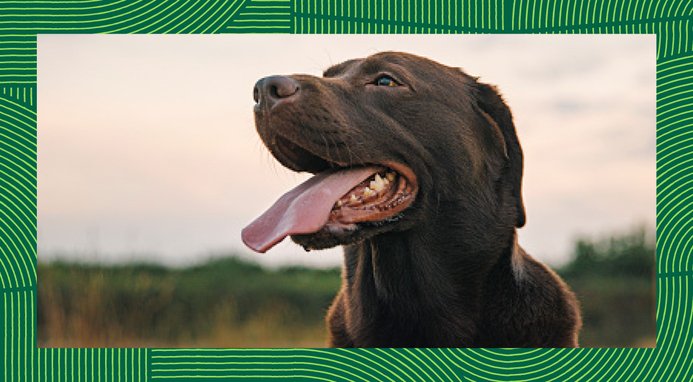 Nutro Natural Choice Healthy Weight Adult Lamb & Brown Rice Recipe Dry Dog Food