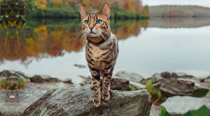 ORIJEN Six Fish Grain-Free High-Protein Premium Dry Cat Food