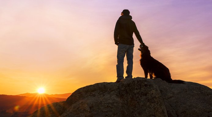 ORIJEN Original Grain-Free Dry Dog Food