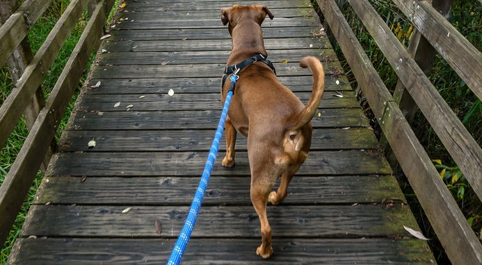 Previcox (Firocoxib) Chewable Tablets for Dogs