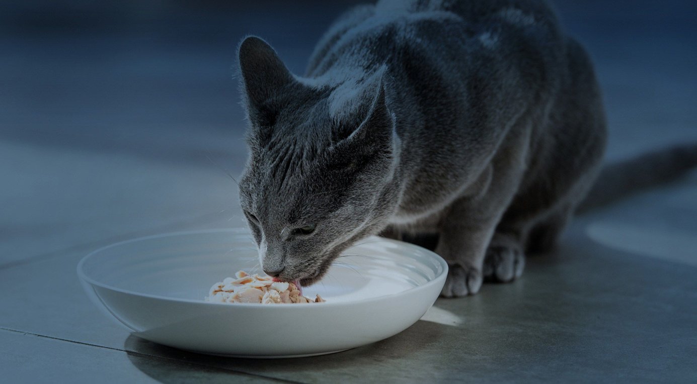 REVEAL Natural GrainFree Variety Fish & Chicken in Broth Flavored Wet