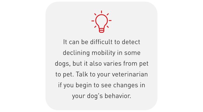 It can be difficult to detect declining mobility in some dogs, but it also varies from pet to pet. Talk to your veterinarian if you begin to see changes in your dog's behavior.