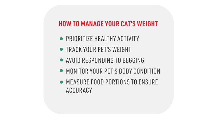 How to manage your cat's weight.  Prioritize healthy activity.  Track your pet's weight.  Avoid responding to begging. Monitor your pet's body condition.  Measure food portions to ensure accuracy.