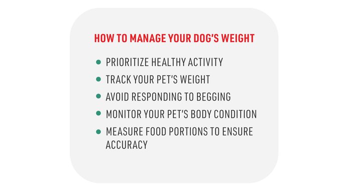 How to manage your dog's weight. Prioritize healthy activity. Track your pet's weight. Avoid responding to begging. Monitor your pet's body condition. Measure food portions to ensure accuracy.