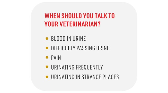 Royal Canin Veterinary Diet Urinary SO Aging 7+ Loaf in Sauce Wet Dog Food