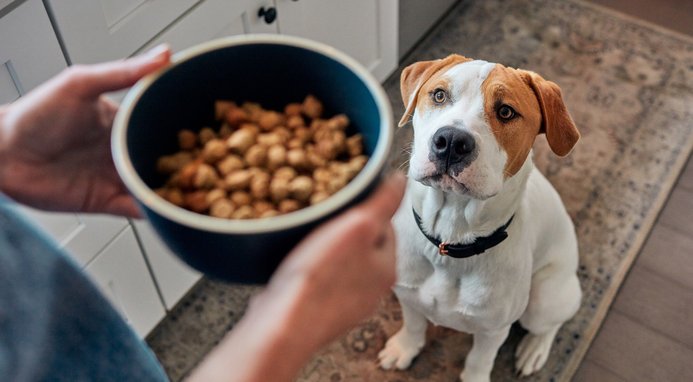 The Honest Kitchen Grain-Free Beef Whole Food Clusters Dry Dog Food