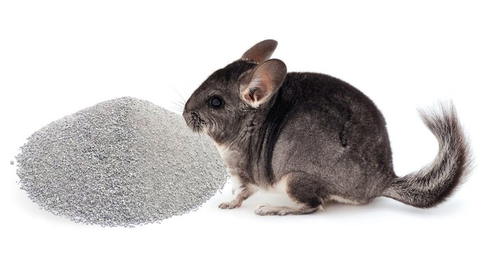 Charlie fashion chinchilla