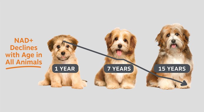 NAD+ Declines with age in all animals