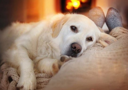 K&H Pet Products Thermo-Snuggly Sleeper Heated Dog Bed