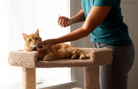 Advantage 2 for large cats new arrivals
