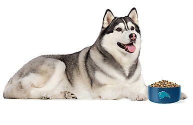 Blue Buffalo Wilderness Salmon Recipe Adult High-Protein Grain-Free Dry Dog Food