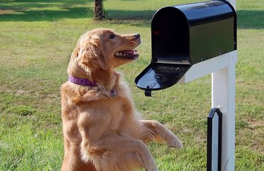 OraVet Hygiene Dental Chews for Small Dogs, 10-24 lbs