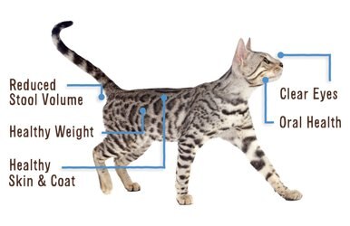 Reduced stool volume, healthy weight, healthy skin and coat, clear eyes, oral health.