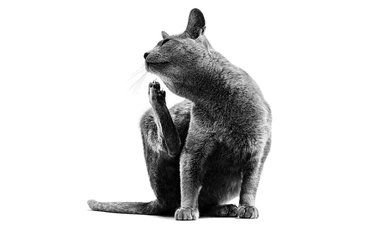Royal Canin Veterinary Diet Selected Protein Pea & Rabbit Formula Loaf in Sauce Adult Wet Cat Food
