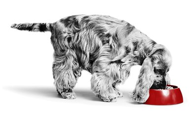 Royal Canin Veterinary Diet Adult Renal Support S Dry Dog Food
