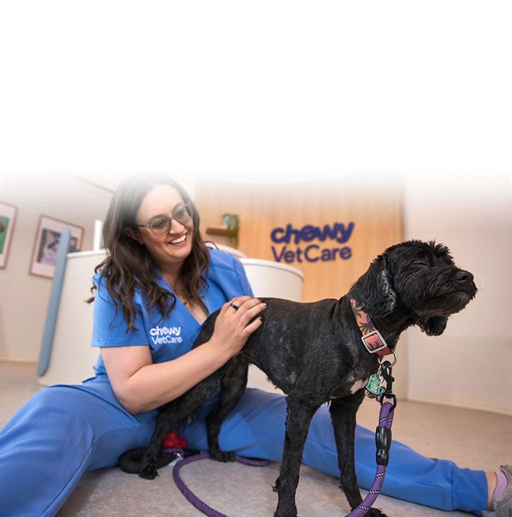 A veterinary professional playing with a dog