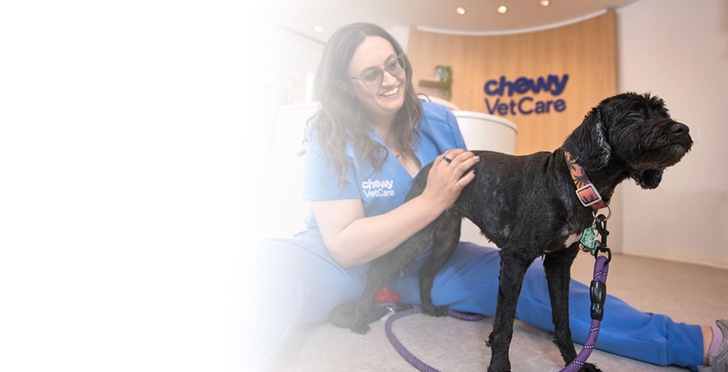 A veterinary professional playing with a dog