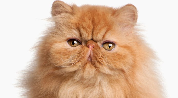 Arm & Hammer Litter Multi-Cat Strength Clean Burst Clumping Litter