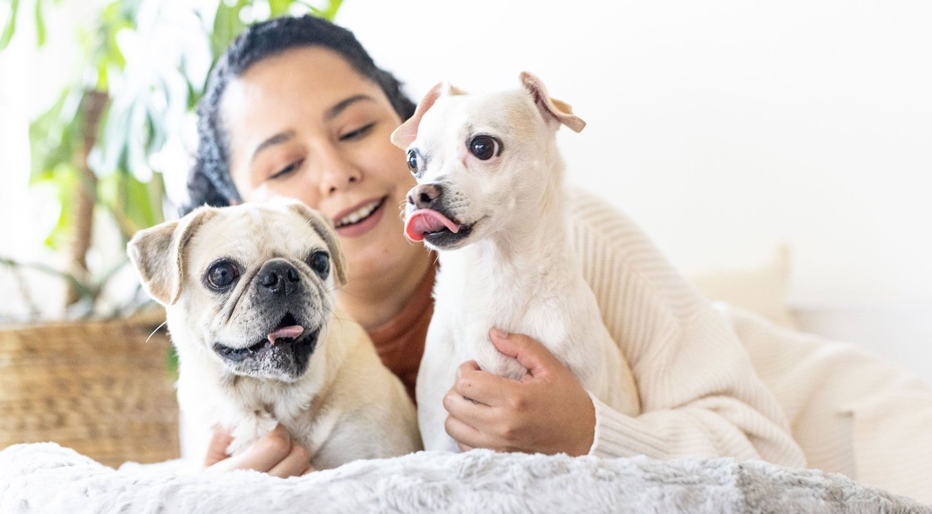 BEST FRIENDS BY SHERI Meow Hut Covered Cat & Dog Bed, Grey, Standard