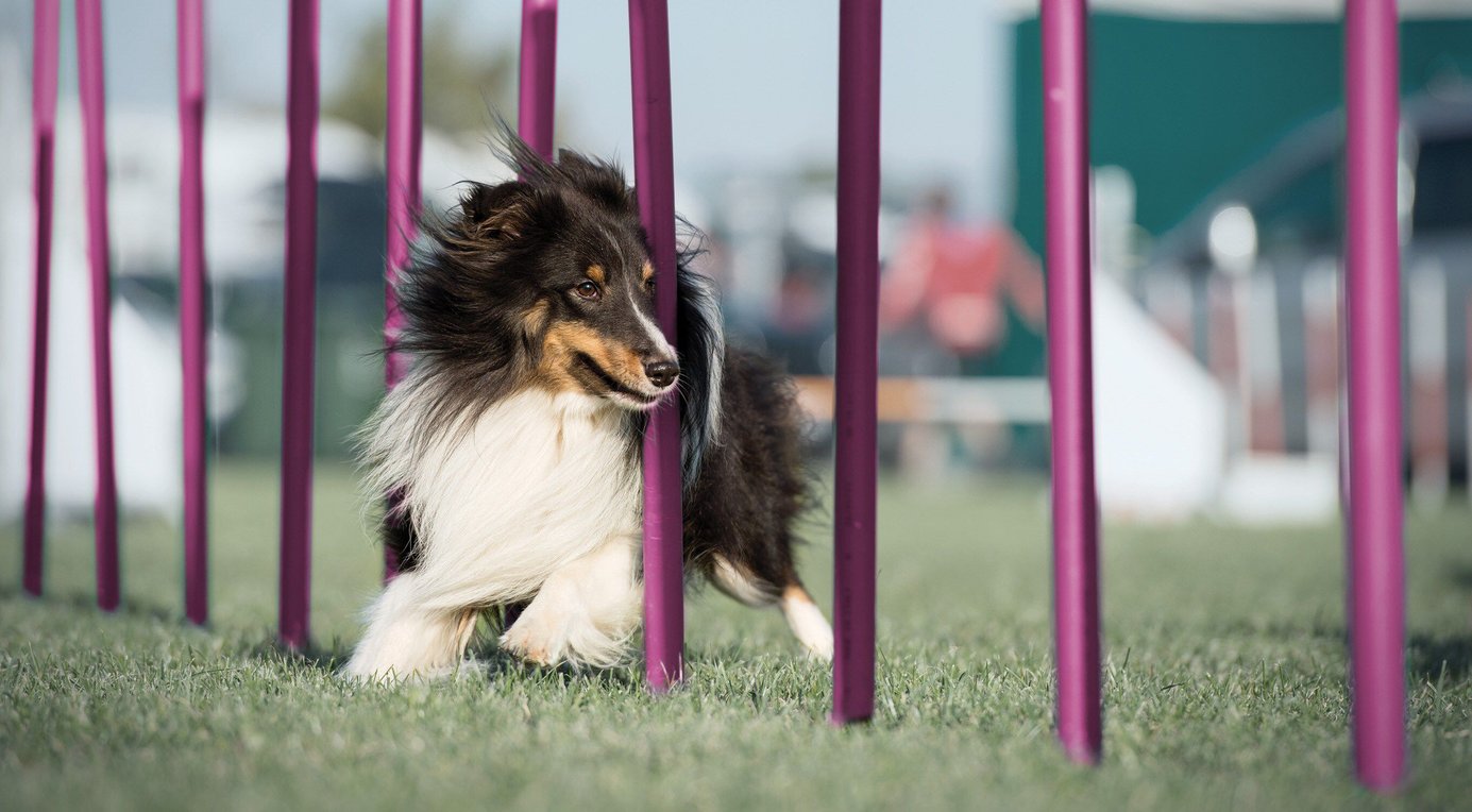 New Version Available EUKANUBA Puppy Small Breed Dry Dog Food, 15lb