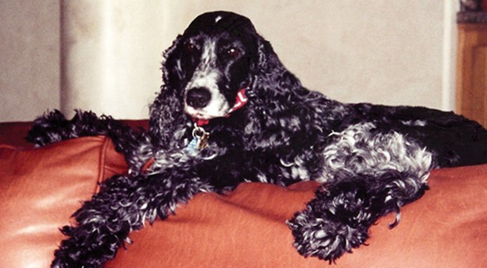 Grandma Lucy's Artisan Grain-Free/Freeze-Dried Dog Food Pre-Mix