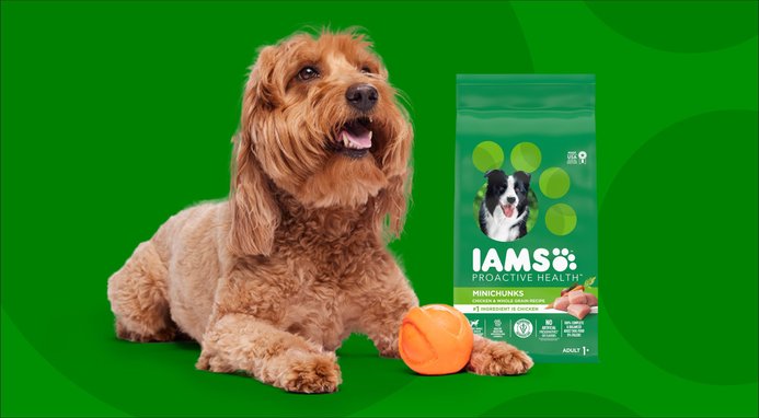 Iams mini chunk dog food best sale