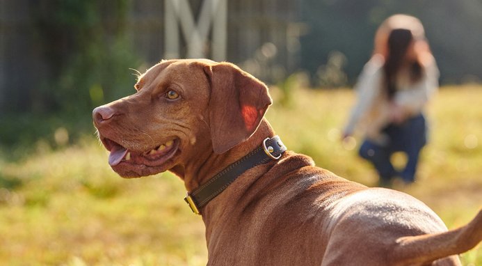 Nutro Ultra Adult Weight Management Chicken, Lamb & Salmon Recipe Dry Dog Food