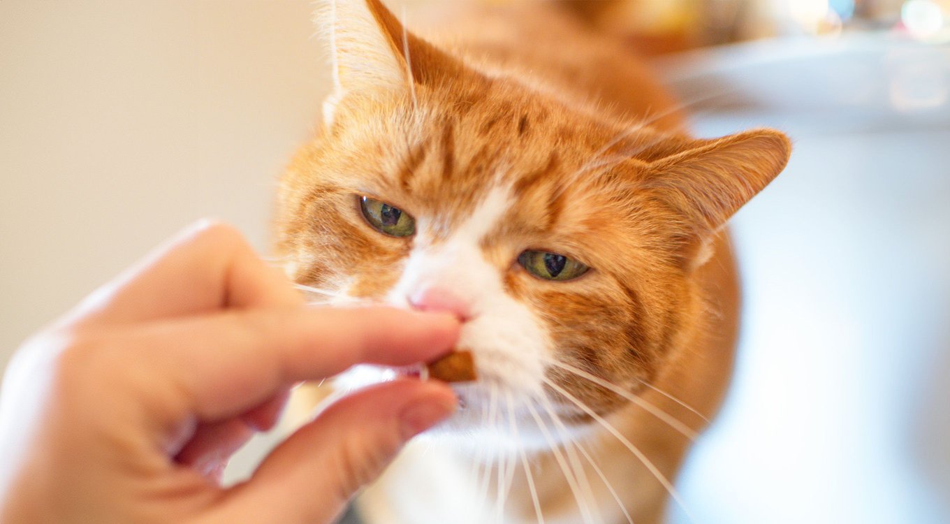 PETHONESTY Dual Texture Hip & Joint Chews Supplement for Cats, 3.7oz