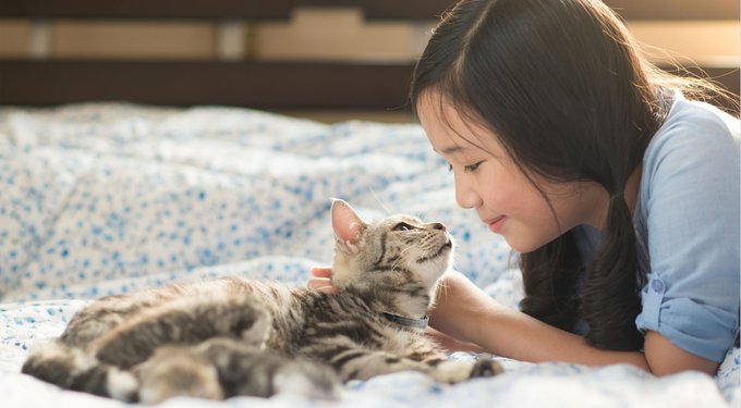 Seresto Flea & Tick Collar for Cats