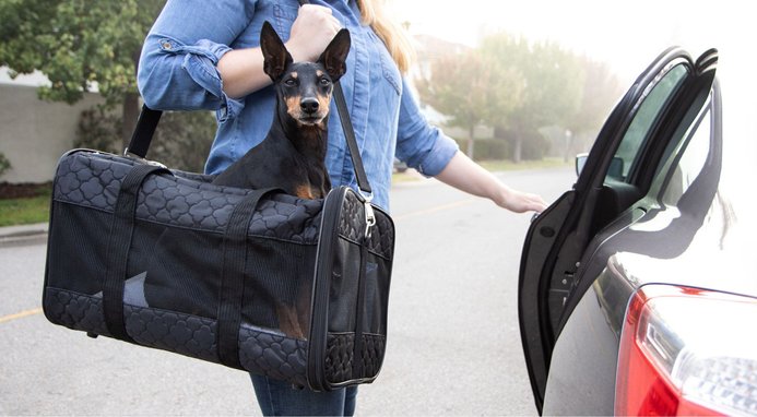 Personal dog carrier best sale