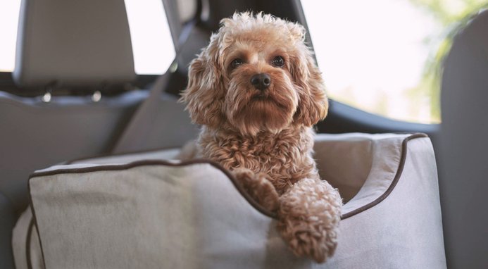 Snoozer Pet Products Highback Console Dog & Cat Booster Seat