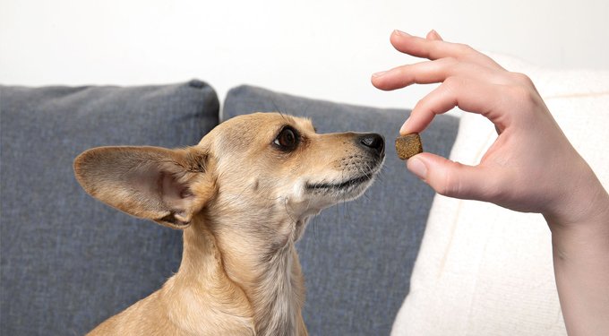 Angels' Eyes Natural Chicken Flavored Soft Chew Tear Stain Supplement for Dogs & Cats