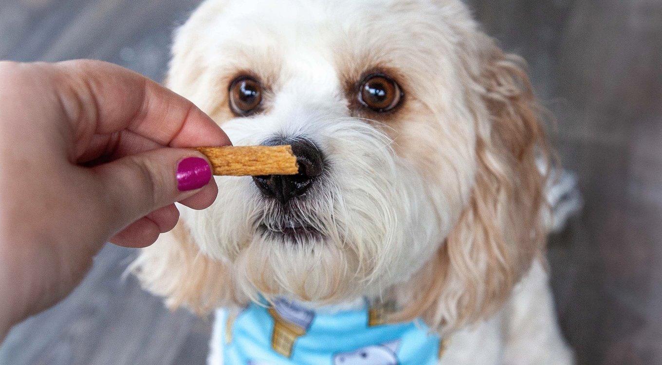 Bocce's Bakery Protein Bones Turkey Recipe Dog Jerky Treats