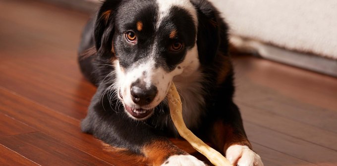 Bones & Chews Made in USA Beef Knuckle Bone Dog Treat