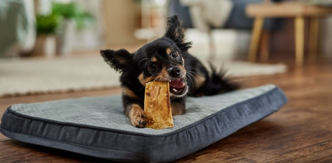 Bones & Chews Made in USA Beef Knuckle Bone Dog Treat