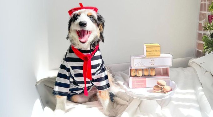 Bonne et Filou Handmade Birthday Cake Human-Grade Macaron Dog Treats