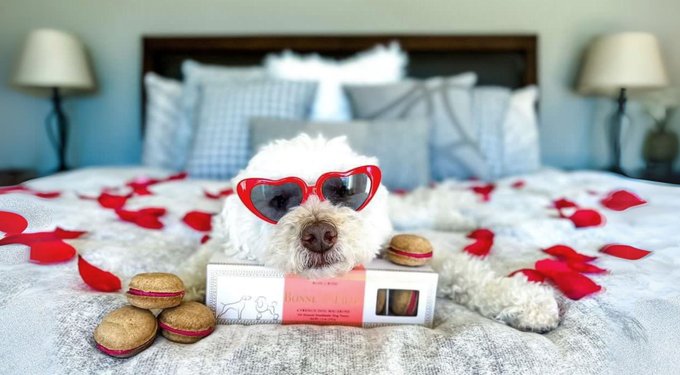 Bonne et Filou Handmade Birthday Cake Human-Grade Macaron Dog Treats