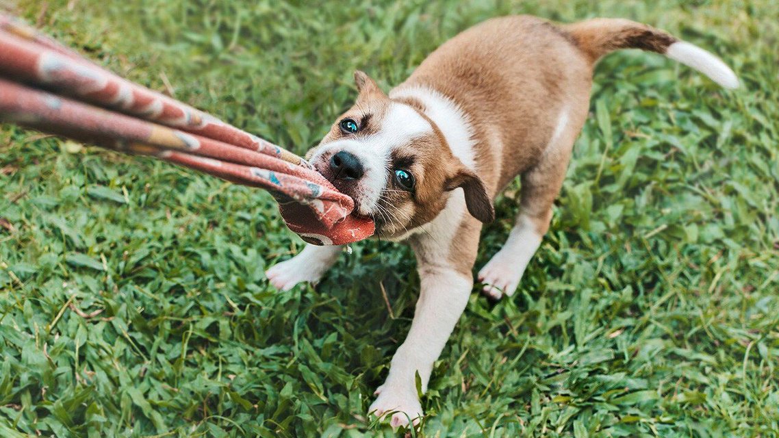 New Version Available HILL'S SCIENCE DIET Puppy Large Breed Chicken