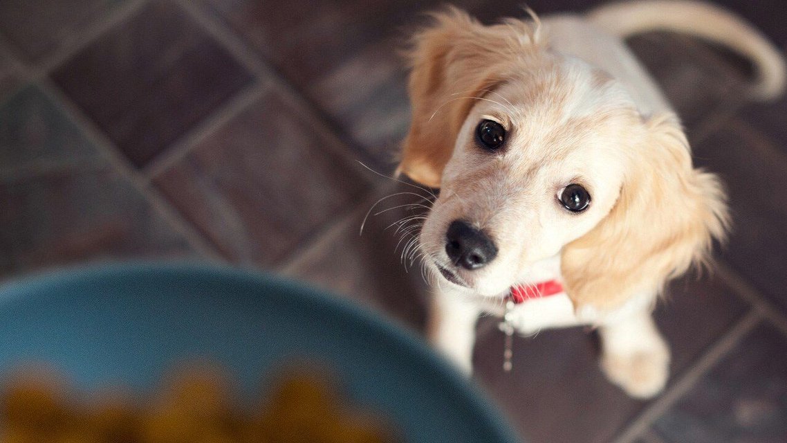 New Version Available HILL'S SCIENCE DIET Puppy Large Breed Chicken