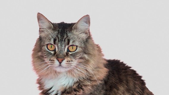 COMFORT ZONE Spray Scratch Control Calming Spray for Cats 4 oz Chewy
